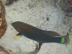 Halichoeres marginatus