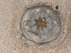 Catostylus