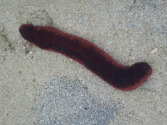 Holothuria edulis