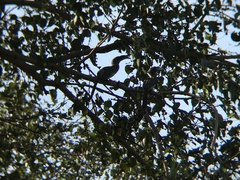 Ocyceros birostris