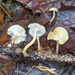 Clitocybe deceptiva - Photo (c) Sharon Squazzo, some rights reserved (CC BY), uploaded by Sharon Squazzo