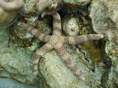 Nardoa tuberculata