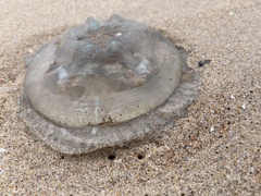 Catostylus