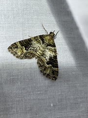 Crasilogia gressitti