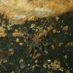 Ammothea australiensis