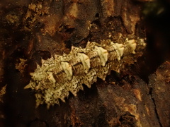 Dasysyrphus