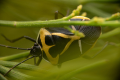 Commius elegans