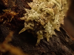 Dasysyrphus