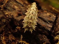 Dasysyrphus