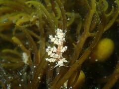 Eubranchus