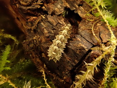 Dasysyrphus
