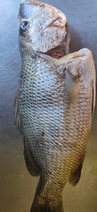 Lutjanus johnii