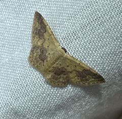Idaea halmaea