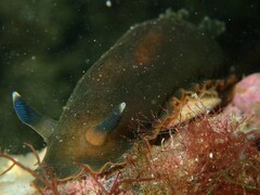 Dendrodoris arborescens
