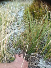 Aciphylla crenulata