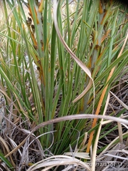 Aciphylla crenulata