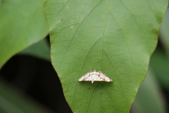 Chabula trivitralis