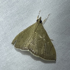 Hydrillodes funestalis