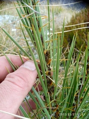 Aciphylla crenulata