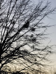 Phoradendron leucarpum