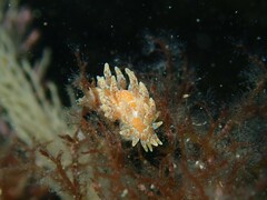 Caldukia affinis