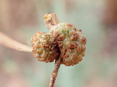 Asphondylia dodonaeae