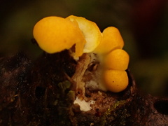 Sphaerobolus stellatus