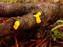 Sphaerobolus stellatus