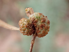 Asphondylia dodonaeae