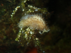 Thysanozoon brocchii