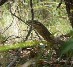 Varanus panoptes panoptes