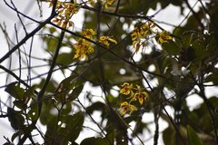 Cyrtochilum pardinum