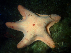 Paranepanthia grandis