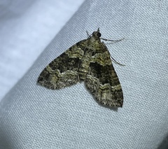 Crasilogia gressitti