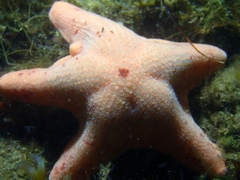 Paranepanthia grandis