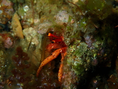 Paguristes frontalis