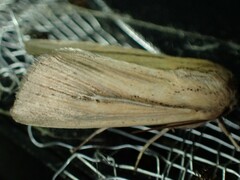 Leucania phragmitidicola