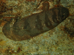 Cryptoplax iredalei