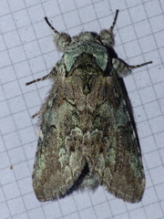 Macrurocampa marthesia