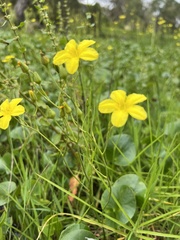 Ornduffia reniformis