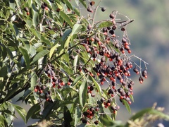 Ormosia semicastrata
