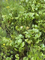 Ornduffia reniformis