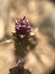 Orthocarpus cuspidatus cryptanthus