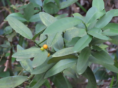 Citrus japonica