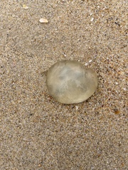 Catostylus