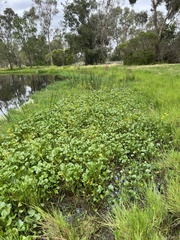 Ornduffia reniformis