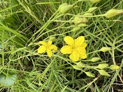 Ornduffia reniformis