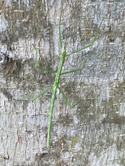 Phasmatinae