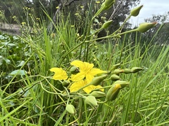 Ornduffia reniformis