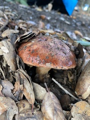 Aureoboletus flaviporus